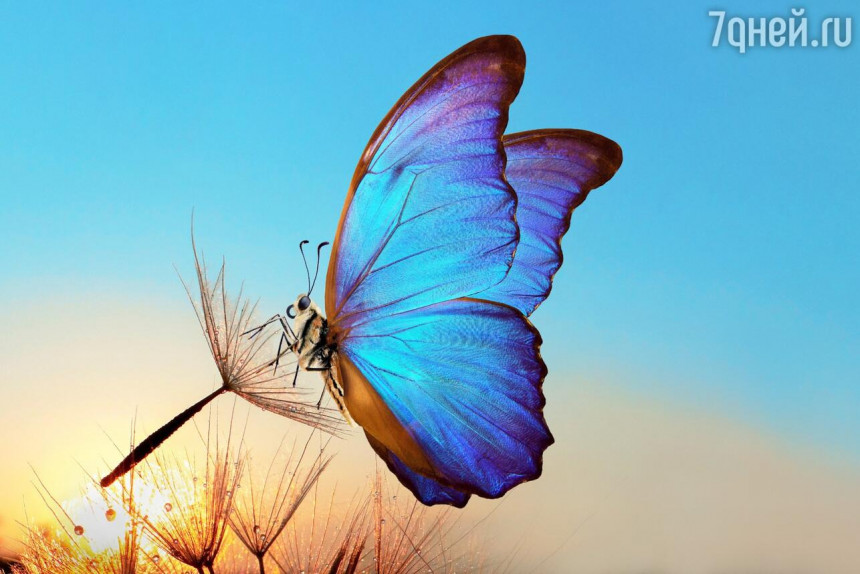 All About Butterflies